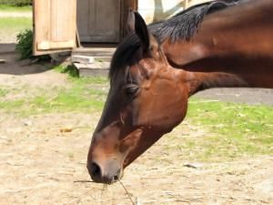 Україна заборонила ввезення однокопитних тварин з Бразилії Україна заборонила ввезення однокопитних тварин з Бразилії