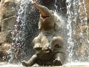 На півдні Індії орудує слон-вбивця На півдні Індії орудує слон-вбивця