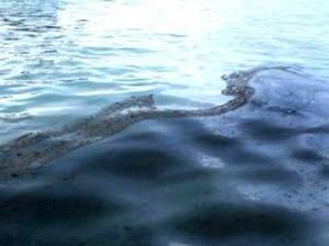 У Луїзіані оголошено надзвичайний стан, причина - нафтова пляма У Луїзіані оголошено надзвичайний стан, причина - нафтова пляма