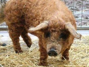 В Німеччині дві кучеряві свині знайшли гранатомет В Німеччині дві кучеряві свині знайшли гранатомет