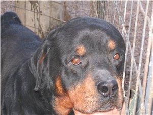 У Полтаві на працівників "Беркуту" натравили собак У Полтаві на працівників "Беркуту" натравили собак