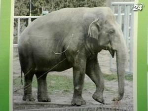 У Київському зоопарку помер 40-річний слон Бой - 2 травня 2010 - Телеканал новин 24 У Київському зоопарку помер 40-річний слон Бой - 2 травня 2010 - Телеканал новин 24