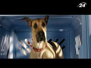 Там, де пес Мармадюк, - постійний хаос Там, де пес Мармадюк, - постійний хаос