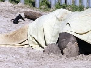 Дві незалежні комісії з’ясовуватимуть причину смерті слона Боя