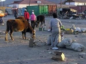 Україна заборонила ввіз корів з Монголії Україна заборонила ввіз корів з Монголії