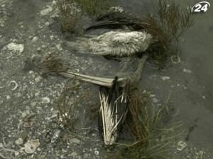 США оцінили збитки від вибуху нафтової платформи у 10 мільярдів доларів США оцінили збитки від вибуху нафтової платформи у 10 мільярдів доларів