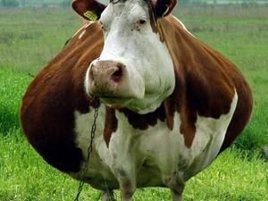 Росія знову інспектуватиме українське м’ясо і молоко Росія знову інспектуватиме українське м’ясо і молоко