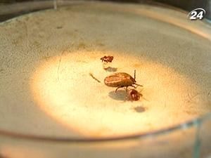 Травень - один з піків природної активності кліщів Травень - один з піків природної активності кліщів