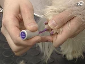 У СПА-салоні накладають кігті та нарощують вії тваринам У СПА-салоні накладають кігті та нарощують вії тваринам