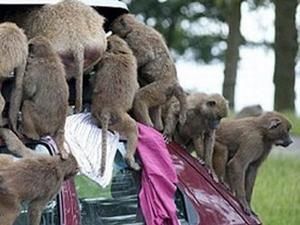 Гостям ЧФ-2010 у ПАР загрожують люті бабуїни Гостям ЧФ-2010 у ПАР загрожують люті бабуїни