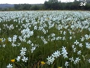 На Закарпатті зацвіла долина нарцисів - 10 травня 2010 - Телеканал новин 24 На Закарпатті зацвіла долина нарцисів - 10 травня 2010 - Телеканал новин 24