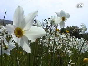 На Закарпатті зацвіла долина нарцисів