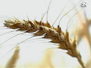 Цього року Україна збере зерна менше, ніж минулого року Цього року Україна збере зерна менше, ніж минулого року