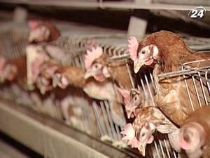 Виробники яловичини нарікають на відсутність підтримки держави Виробники яловичини нарікають на відсутність підтримки держави