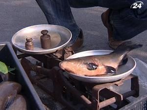 На стихійних ринках Київщини масово продають браконьєрську рибу На стихійних ринках Київщини масово продають браконьєрську рибу