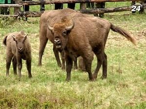 У заповіднику на Львівщині випустили на волю 6 зубрів У заповіднику на Львівщині випустили на волю 6 зубрів