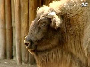 У Київському зоопарку намагалися отруїти двох яків У Київському зоопарку намагалися отруїти двох яків