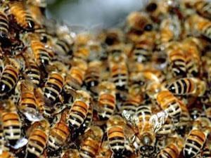 Бджоли закусали до смерті коней на Львівщині Бджоли закусали до смерті коней на Львівщині