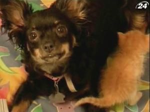 У США собака всиновила кошенят У США собака всиновила кошенят