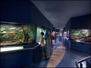 У Бразилії згоріла найбільша у світі колекція павуків У Бразилії згоріла найбільша у світі колекція павуків