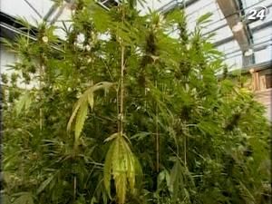 Влада Берліну має намір легалізувати марихуану Влада Берліну має намір легалізувати марихуану