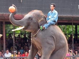 Київському зоопарку хочуть подарувати слона, але у мерії проти