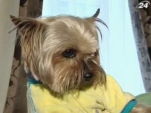 Гламурну премію "золотий ошийник" отримав пес В. Бебешка Гламурну премію "золотий ошийник" отримав пес В. Бебешка