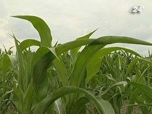Діоксину в українській кукурудзі немає Діоксину в українській кукурудзі немає