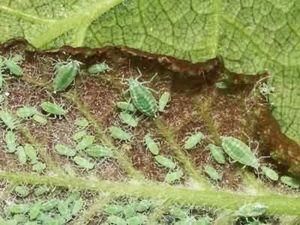 Тля атакує береги Фінляндії та Швеції Тля атакує береги Фінляндії та Швеції