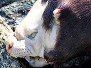 У Канаді знайшли невідому істоту У Канаді знайшли невідому істоту