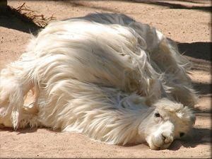 У Київському зоопарку знов замордували тваринку