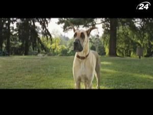 "Мармадюк": там, де пес на ім'я Мармадюк, там постійний хаос "Мармадюк": там, де пес на ім'я Мармадюк, там постійний хаос