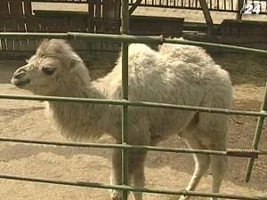 У Київському зоопарку загинула ще одна тварина У Київському зоопарку загинула ще одна тварина