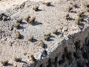 У Греції жаби на дві години перекрили ключове шосе на півночі країни