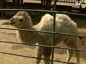 Вночі у Київському зоопарку загинула 4-річна верблюдиця Майя