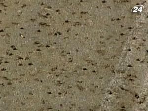 Грецькі жаби переселяються на шосе Грецькі жаби переселяються на шосе