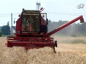В уряді прогнозують зниження валового врожаю пшениці