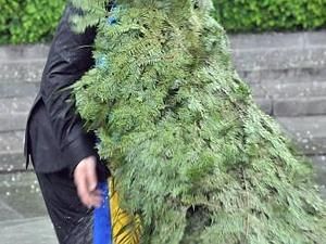 У Львові Януковича вчать плести вінки У Львові Януковича вчать плести вінки