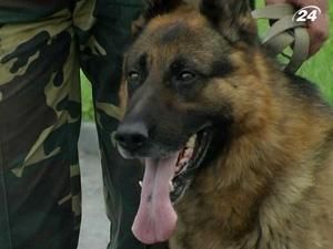 Собаки затримали контрабанди на понад 1 млн. грн. Собаки затримали контрабанди на понад 1 млн. грн.