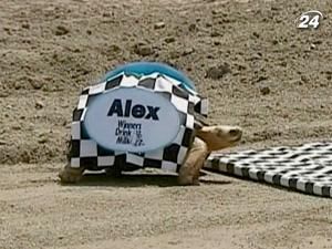 Черепахи - на старт, увага, марш Черепахи - на старт, увага, марш