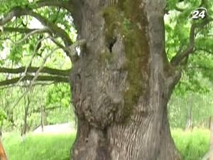 Найстаріший дуб України росте на Закарпатті Найстаріший дуб України росте на Закарпатті