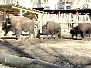 Експозиція Київського зоопарку продовжує скорочуватися Експозиція Київського зоопарку продовжує скорочуватися