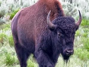 У Київському зоопарку в неділю загинула 26-літня бізон Вія У Київському зоопарку в неділю загинула 26-літня бізон Вія