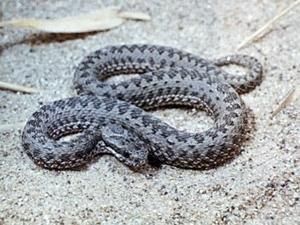 Двоє дітей на Херсонщині були покусані отруйними зміями Двоє дітей на Херсонщині були покусані отруйними зміями