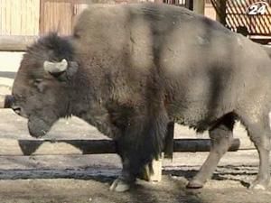 У столичному звіринці померла 26-річна самка бізона Вія У столичному звіринці померла 26-річна самка бізона Вія