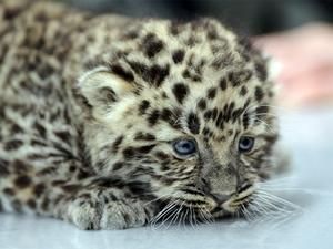 У зоопарку Ялти народився дуже рідкісний леопард У зоопарку Ялти народився дуже рідкісний леопард