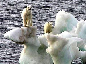 У Росії рятують полярних ведмедів від наслідків потепління