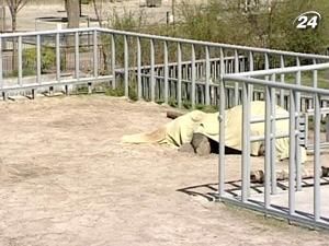 Слон Бой помер від виснаження Слон Бой помер від виснаження