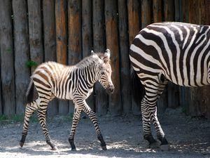 В Київському зоопарку народилась зебра В Київському зоопарку народилась зебра