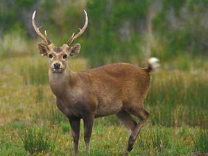 На Камчатці на 12,5 тисяч оленів побільшало На Камчатці на 12,5 тисяч оленів побільшало